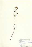 藏品(野薄荷)的圖片